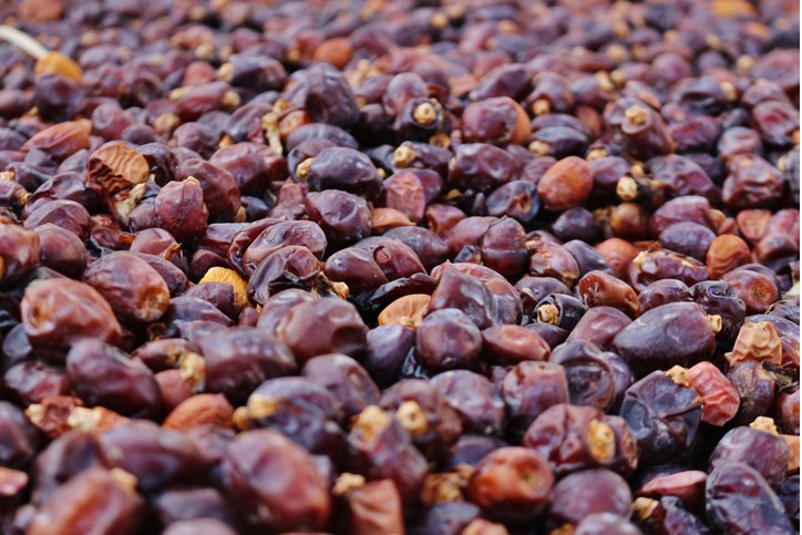 ייבוש תמרים